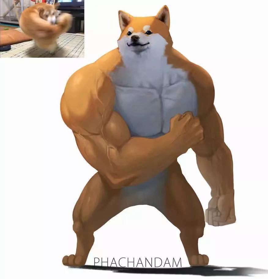 这只在打右勾拳的柴犬会是下一个doge么?